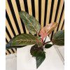 Philodendron pink birkin