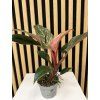 Philodendron pink birkin