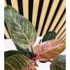 Philodendron pink birkin