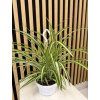 Chlorofitum variegata small swing