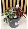 Hypoestes trio