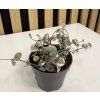 Ceropegia woodii variegata