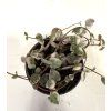 Ceropegia woodii variegata