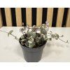Ceropegia woodii variegata