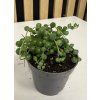 Senecio rowleyans