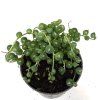 Senecio rowleyans