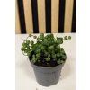 Senecio rowleyans