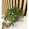 Peperomia pepperspot