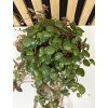 Peperomia pepperspot