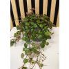 Peperomia pepperspot