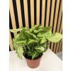 Syngonium arrow
