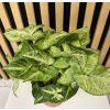 Syngonium arrow