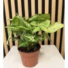 Syngonium arrow