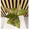 Aglaonema spotted