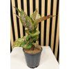 Aglaonema spotted