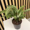 Calathea vitata