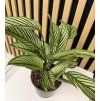 Calathea vitata