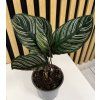 Calathea ornata