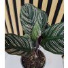 Calathea ornata