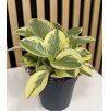 Peperomia obtipan bicolor