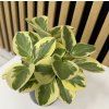 Peperomia obtipan bicolor