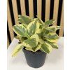 Peperomia obtipan bicolor