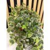 Hedera white wonder