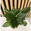Philodendron white measure
