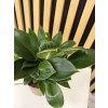Philodendron white measure