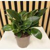 Philodendron white measure