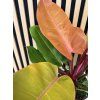 Philodendron prince of orange