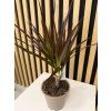Dracena magenta