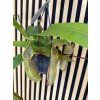 Nepenthes leos