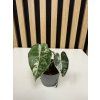 Alocasia frydek variegata