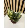 Sanseveria golden hagnii