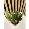 Sanseveria golden hagnii
