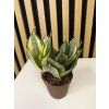 Sanseveria golden hagnii