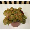 Fittonia mosaic