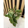 Hoya carnosa tricolor