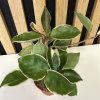 Hoya carnosa tricolor
