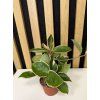 Hoya carnosa tricolor