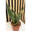 Sanseveria star canary