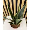 Sanseveria star canary