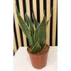 Sanseveria star canary