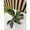 Calathea white fusion