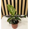 Calathea white fusion