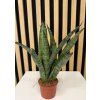 Sanseviera zeylanica