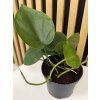 Philodendron scandens
