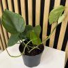 Philodendron scandens