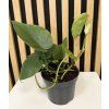 Philodendron scandens